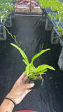 Oncidium Twinkles ÔFantasyÕ Orchids