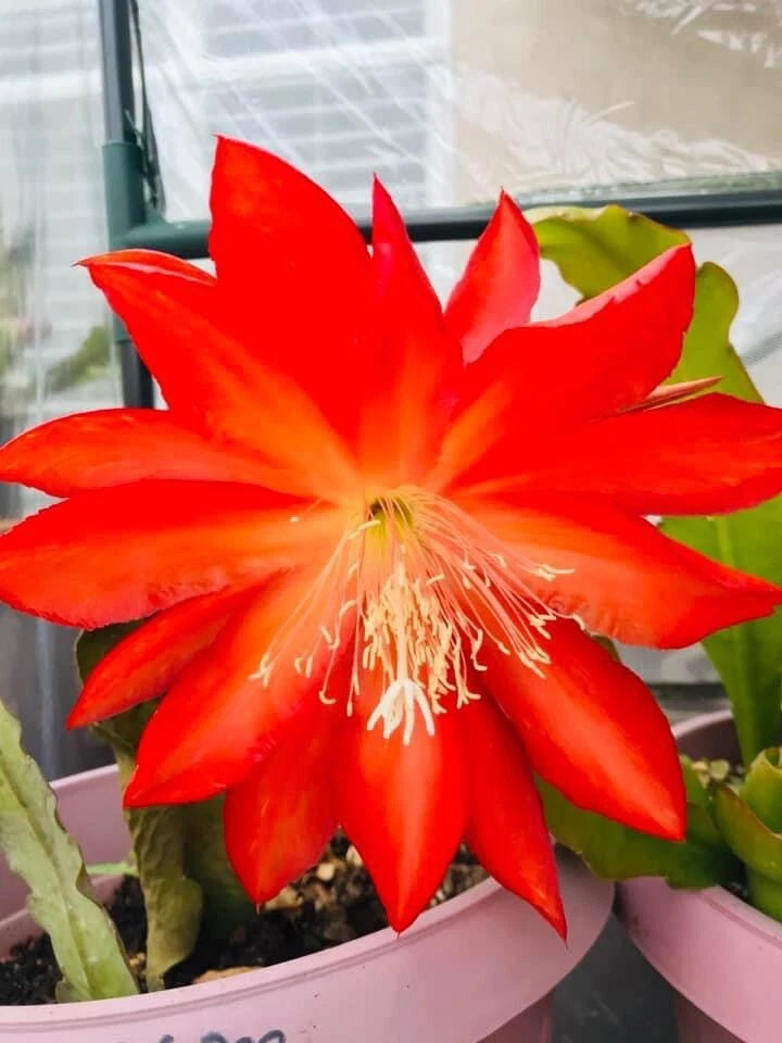 Red epiphyllum flower in pot with vivid petals and yellow-orange center