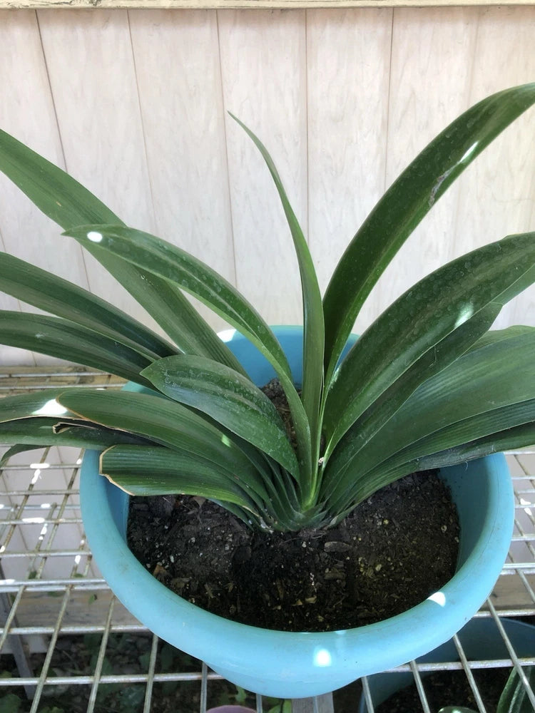 Bush lily clivia with long green strap leaves in blue pot, no flowers visible