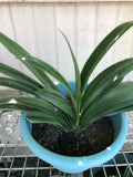 Clivia Miniata Orange Flowers Bush Lily Old Plant 15 Leaves No Pot Orchids