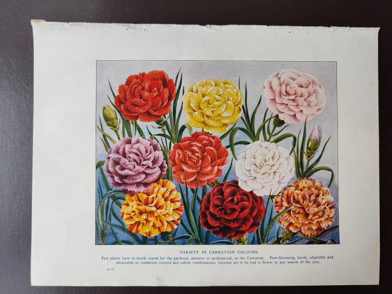 VINTAGE ORIG. COLOUR PRINT-GARDENING/FLOWERS-VARIETY IN CARNATION COLOURS-1925CA Carnation