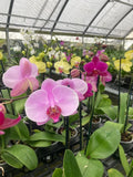 Lavender-pink Phalaenopsis orchid plant with multiple moth-shaped blooms and green leaves