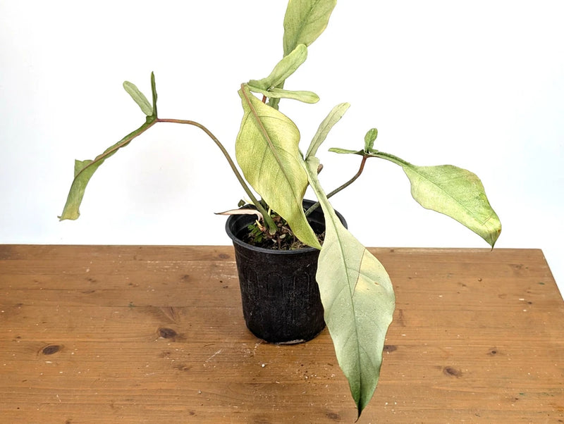 Variegated mint philodendron plant with pale green leaves in black nursery pot