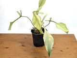 Philodendron Joepii Variegated Mint - Exact Plant #13B Orchids