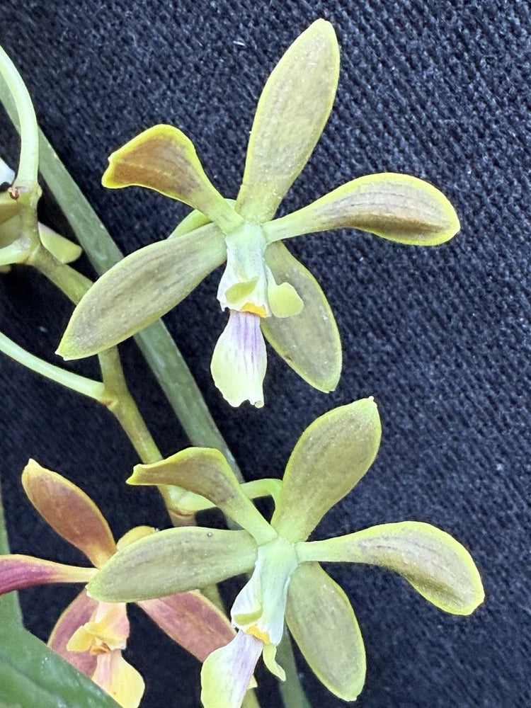 Yellow-green orchid with narrow petals and green leaves on stems