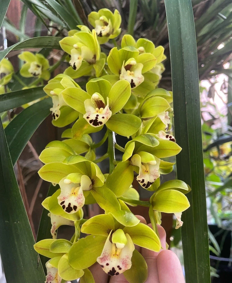 Pendulous orchid cluster with lime-green blooms and speckled yellow centers