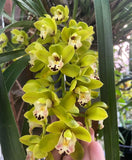 CYMBIDIUM DAME CATHERINE 'SPRING DAY' HCC/AOS pendulous Orchids