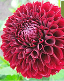 20 SEEDS for Dark Red BALLET DAHLIA rare flower exotic garden plant USA Seller Garden Plants