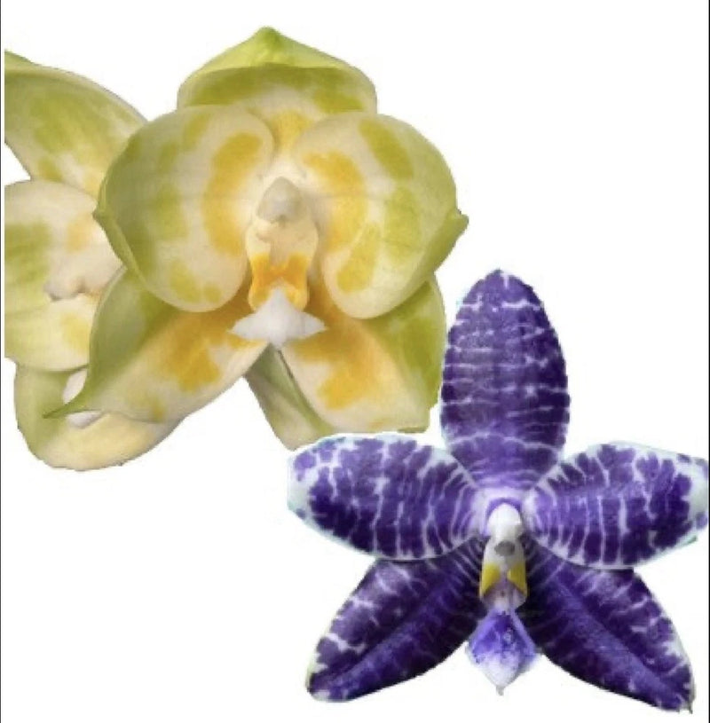 Yellow-green and purple spotted orchid blossoms with star-shaped petals.