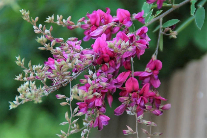 Lespedeza Bicolor 50 Seeds Hardy Bush Clover Shrub Garden Landscape Flowers Flowering Plants