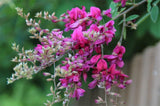 Lespedeza Bicolor 50 Seeds Hardy Bush Clover Shrub Garden Landscape Flowers Flowering Plants