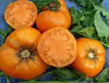 50 YELLOW BRANDYWINE TOMATO SEEDS FRESH HARVEST FOR GARDENS Garden Plants