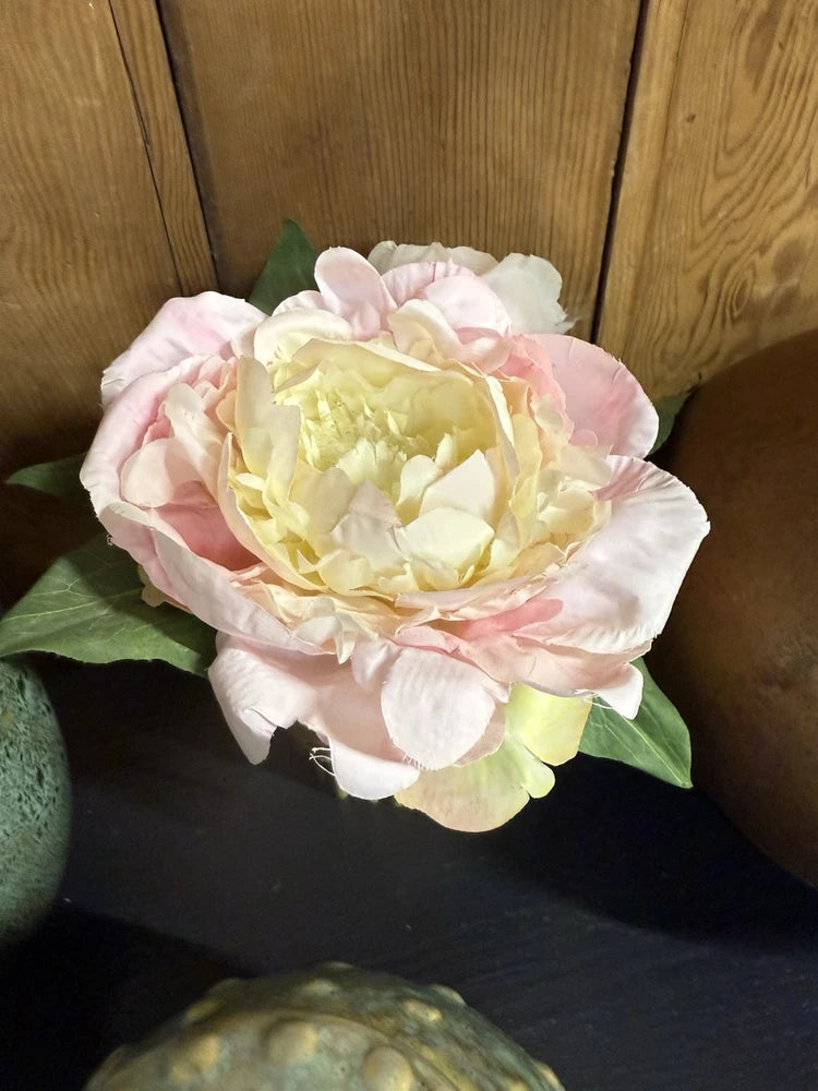 Peony flower plant with pale pink and cream layered petals and green leaves