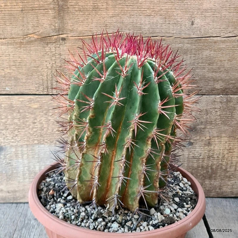 D5827 FEROCACTUS STAINESII pot25-H24-W19 cm MaMa Cactus Green Plant