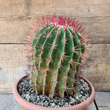 D5827 FEROCACTUS STAINESII pot25-H24-W19 cm MaMa Cactus Green Plant