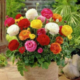Ranunculus Imported Flower Bulbs Multicolor pack of  2 bulbs Ranunculus