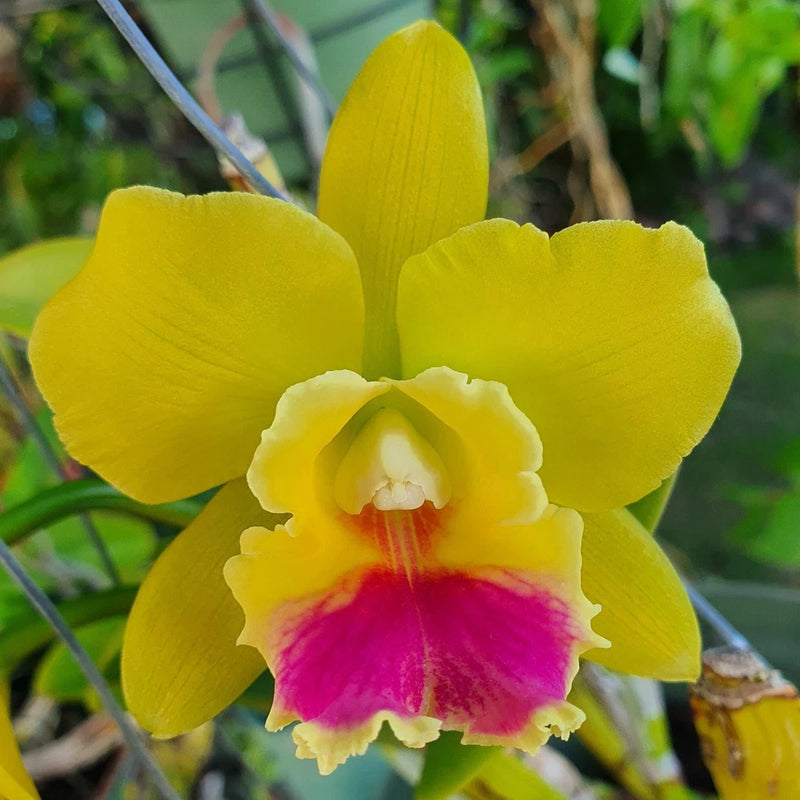 (631-1) Rth.Lemon Drop 'NN'    NBS Fragrant Orchids
