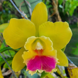 (631-1) Rth.Lemon Drop 'NN'    NBS Fragrant Orchids