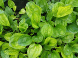 1000 CHINESE PLANTAIN Plantago Asiatica Herb Flower Seeds Flowering Plants
