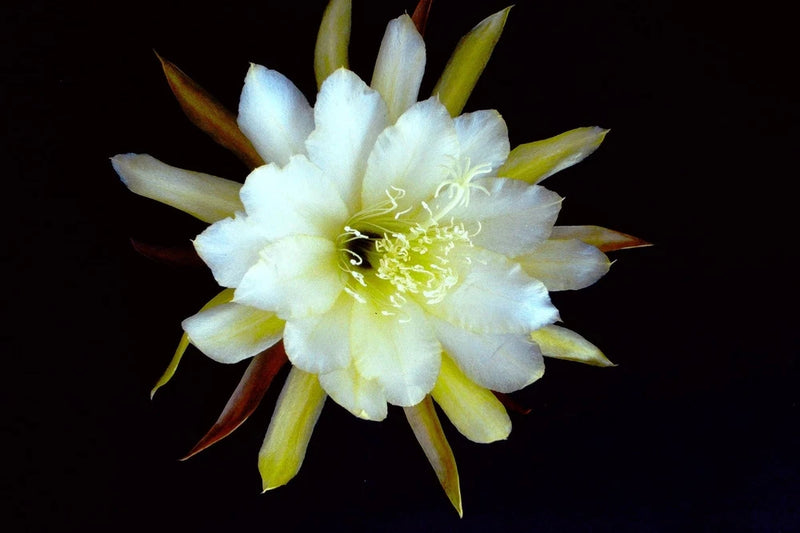 Orchid cactus flower with pale white petals and yellow-green center