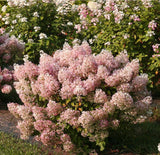 Bobo Hardy Hydrangea Paniculata Plant White to Pink Hydrangea Flowers 4.5qt Pot. Hydrangea