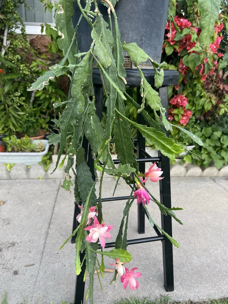 Hanging epiphyllum orchid plant with pink blossoms and trailing green stems
