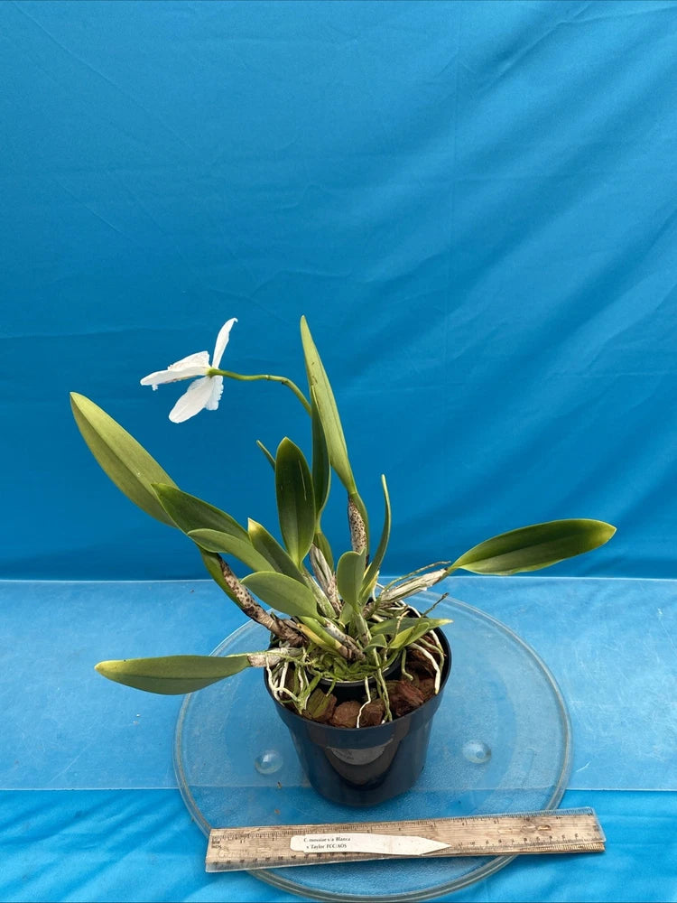 Potted white and yellow orchid with green leaves in dark pot