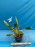 Cattleya mossiae Semi alba X Semi alba White Purple Yellow Orchid Eros 7Ó Pot Orchids