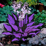 Hosta Seeds Ð 200 Hosta Plants with Variegated Purple and Near-Black Leaves for Garden Plants