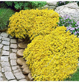 20+ seeds rare Golden Rock Cress Heirloom, Ground Cover Plants Easy to Plant an Flowering Plants