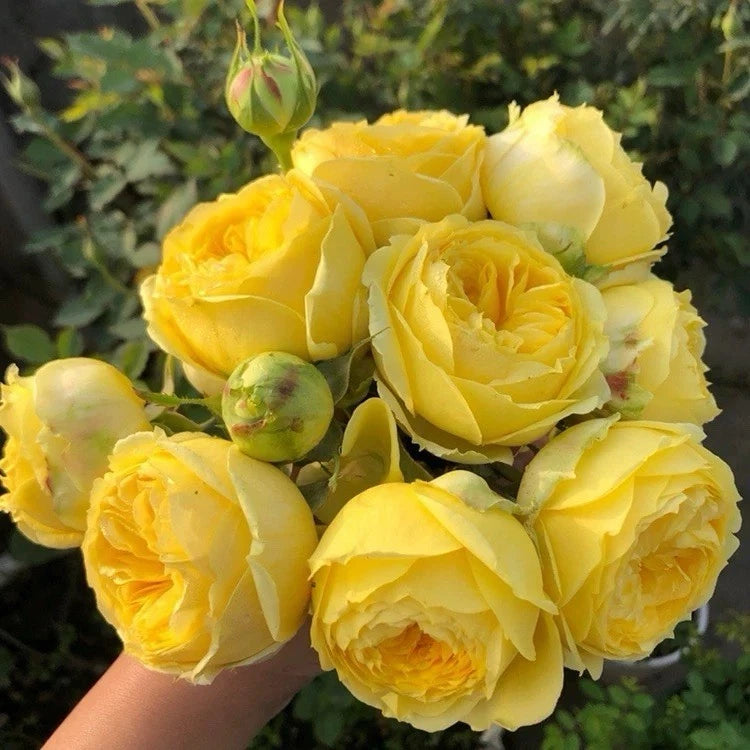 Bright yellow rose blossoms on a rose plant, with buds and green stems