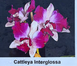 Orchid live Cattleya interglossa Lulu -rare- bare root Orchids