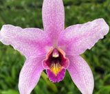 MATURE LAELIA SUMMIT ÔTOMIKOÕ ORCHID CROSS OF 2 SPECIES FRAGRANT FLOWERS Orchids