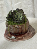 Artificial Succulents In Handmade Concrete Wood Look Pot With Saucer. Green Plant