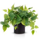Artificial Indoor Plants for Home Decor, 12 inches Pothos in Black Ceramic Po... Green Plant