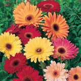 200+ California Giants Mix Gerbera Daisy Seeds for Garden - USA - FREE SHIPPING! Garden Plants