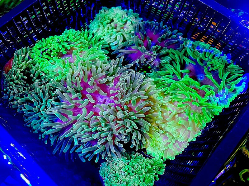 Shades Of Green -Bubble Tip Anemone 3-4Ó live coral Anemone