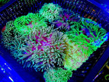 Shades Of Green -Bubble Tip Anemone 3-4Ó live coral Anemone