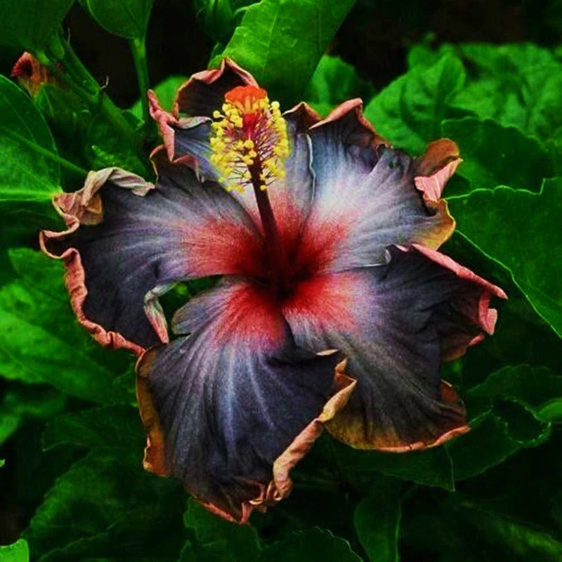 Hibiscus mallow flower with dark purple petals and red-yellow center