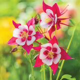 20 rare columbine flower seeds for spring summer Blue Yellow White red colorful Flowering Plants