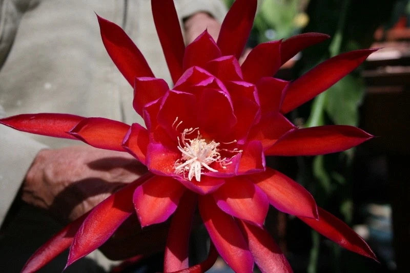 Orchid cactus flower with red and magenta petals and pale center stamens
