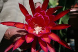 Epiphyllum, Orchid Cactus, " IMPERIAL TIGER ", Don's Quart pots APRIL/2 Orchids