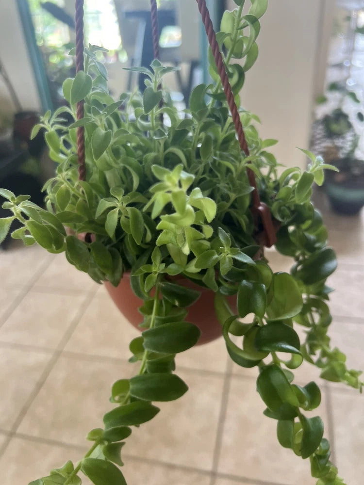 Large green lipstick plant in basket with cascading leaves