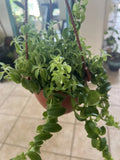 Lipstick Plant 9Ó Basket large Plant In Basket Orchids
