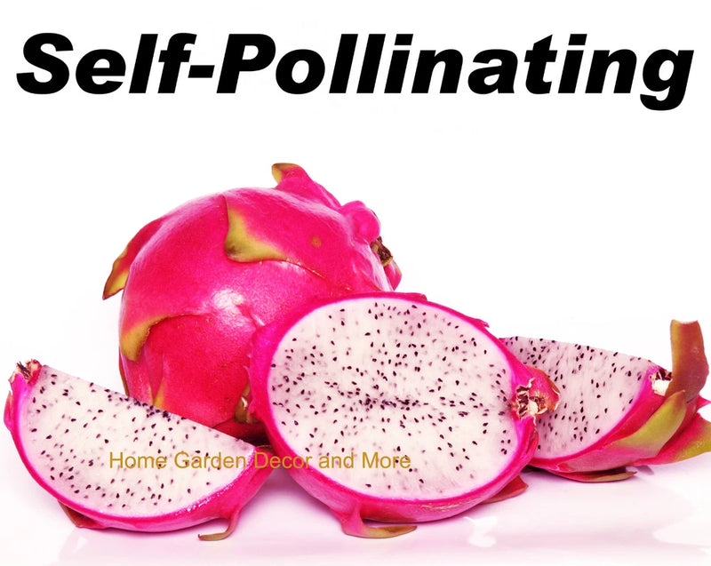Dragon fruit pitaya fruit with white flesh and pink skin, shown cut open