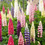 Russell Lupine Seeds | Heirloom / Non-GMO | Free Shipping | Flower Seeds | 1254 Flowering Plants