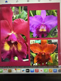 Orchid Plant Cattleya 2 stem rooted no Id my pick not perfect no pot Orchids