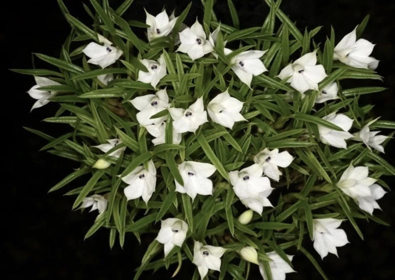 Orchid Species Dendrobium subuliferum (Seedling) Orchids