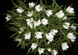 Orchid Species Dendrobium subuliferum (Seedling) Orchids