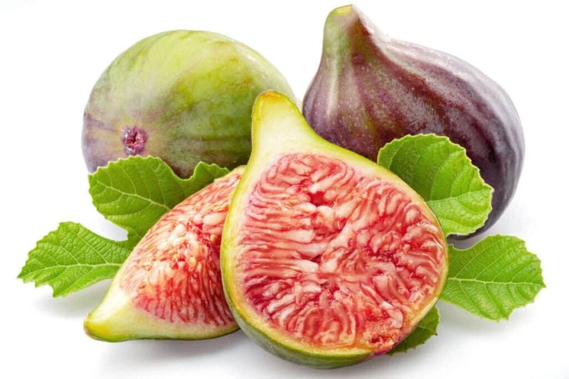 100+ Celeste (Sugar) Fig Seeds for Garden Planting - USA - FREE SHIPPING! Garden Plants